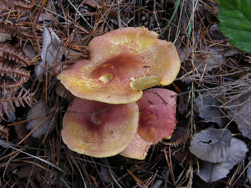 Nei boschi del mauretto..quando il gatto non c''�...